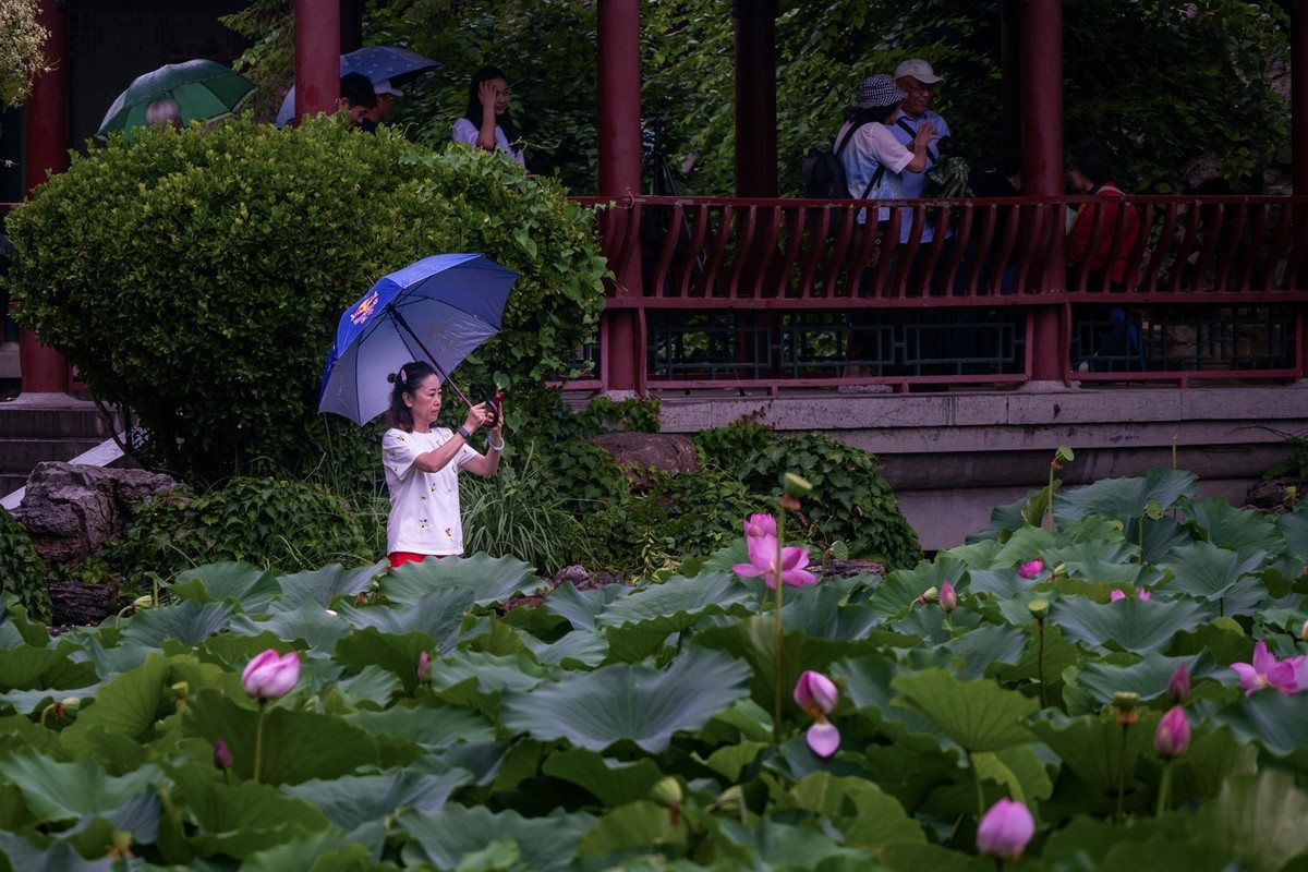 荷花飘香系列图片(17)荷塘留影
