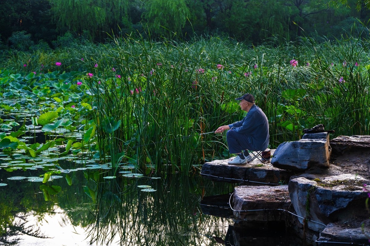 荷花飘香系列图片(17)荷塘留影