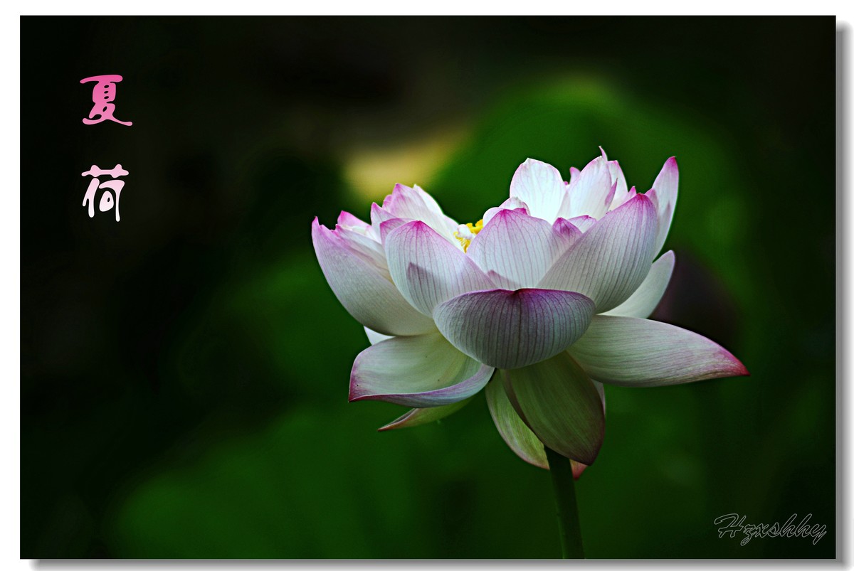 夏荷（2024271）