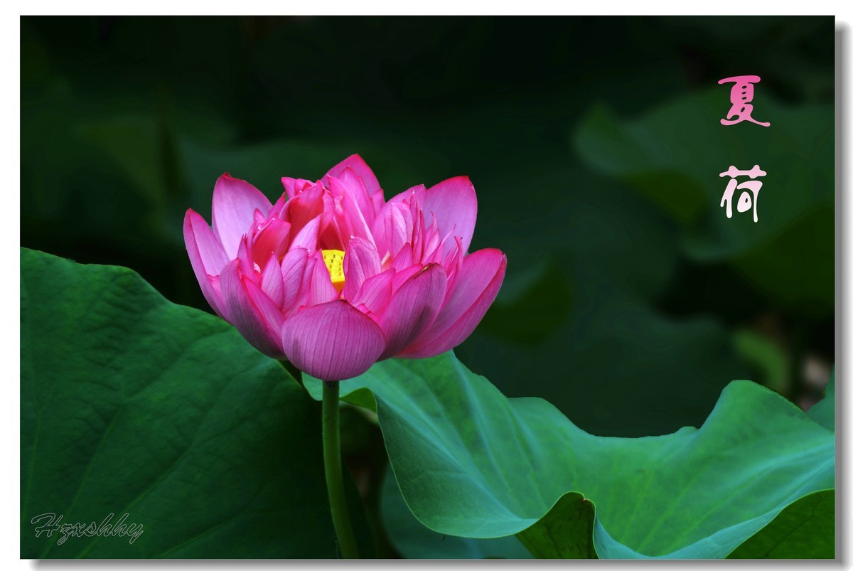 夏荷（2024271）