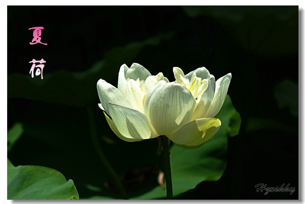 夏荷（2024271）