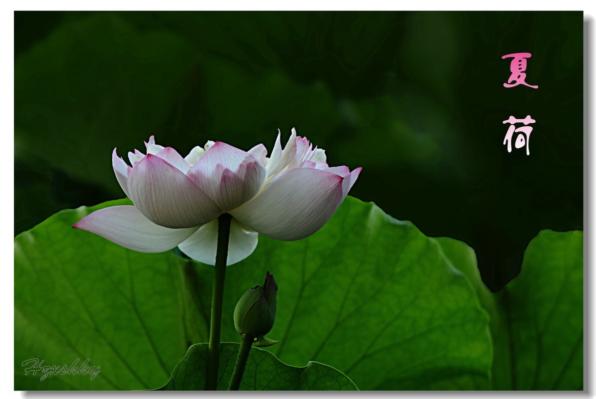 夏荷（2024271）