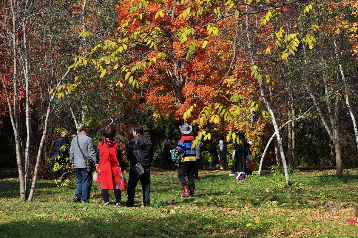 植物园 . 金秋