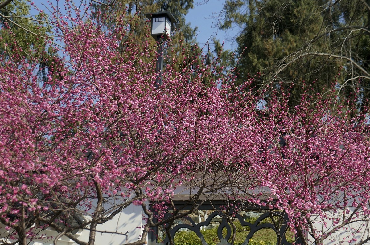 马鞍山森林公园--销假