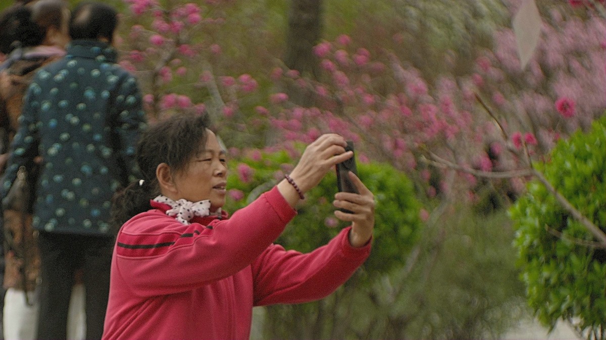 桃花岛上随见随拍