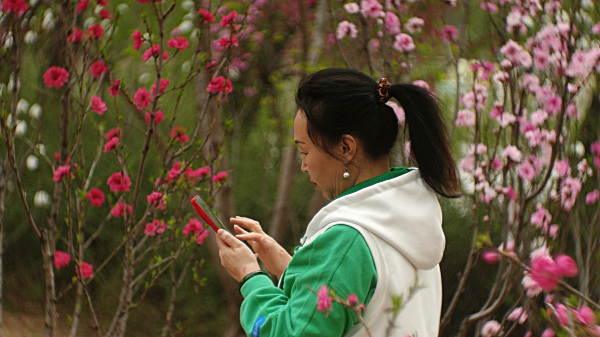 桃花岛上随见随拍