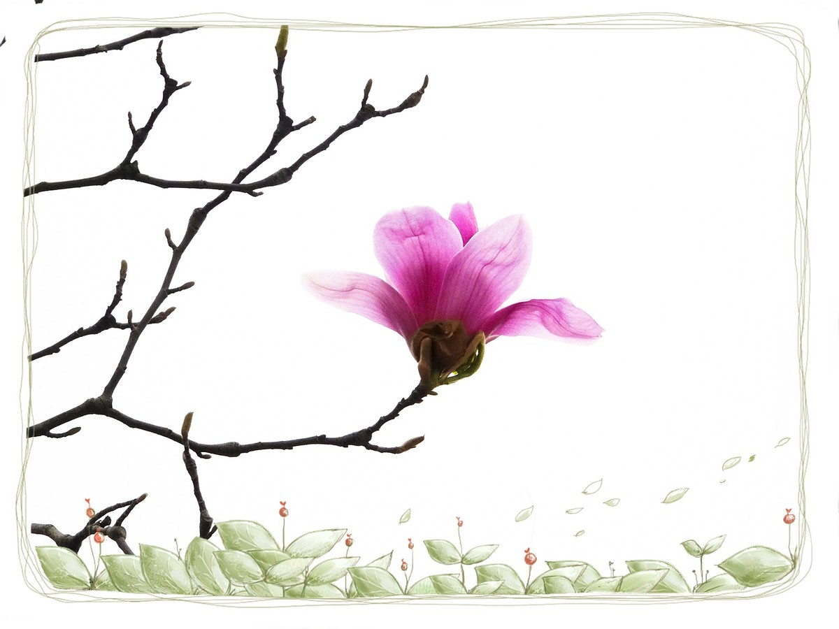 紫色“玉兰花”