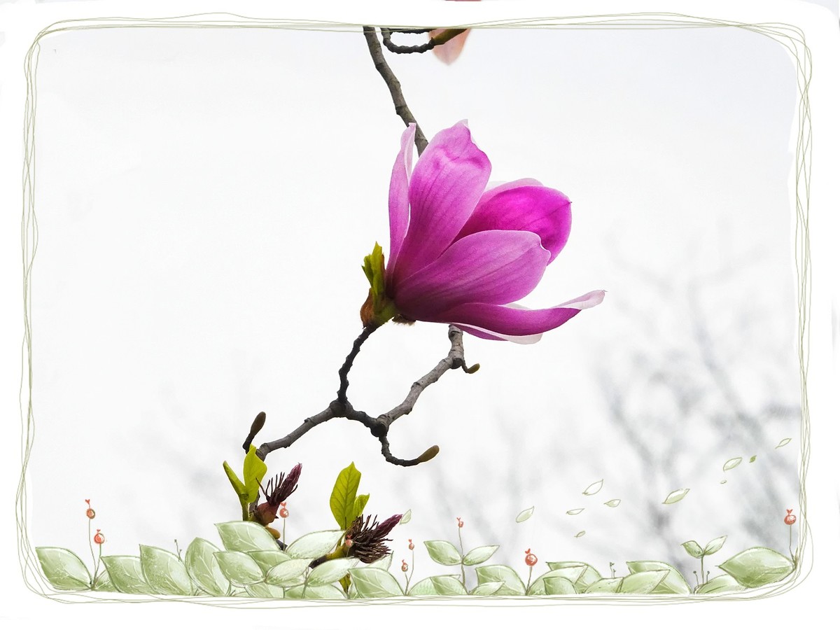 紫色“玉兰花”