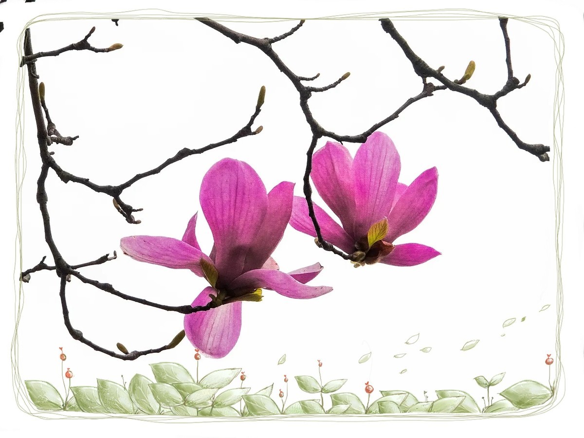 紫色“玉兰花”