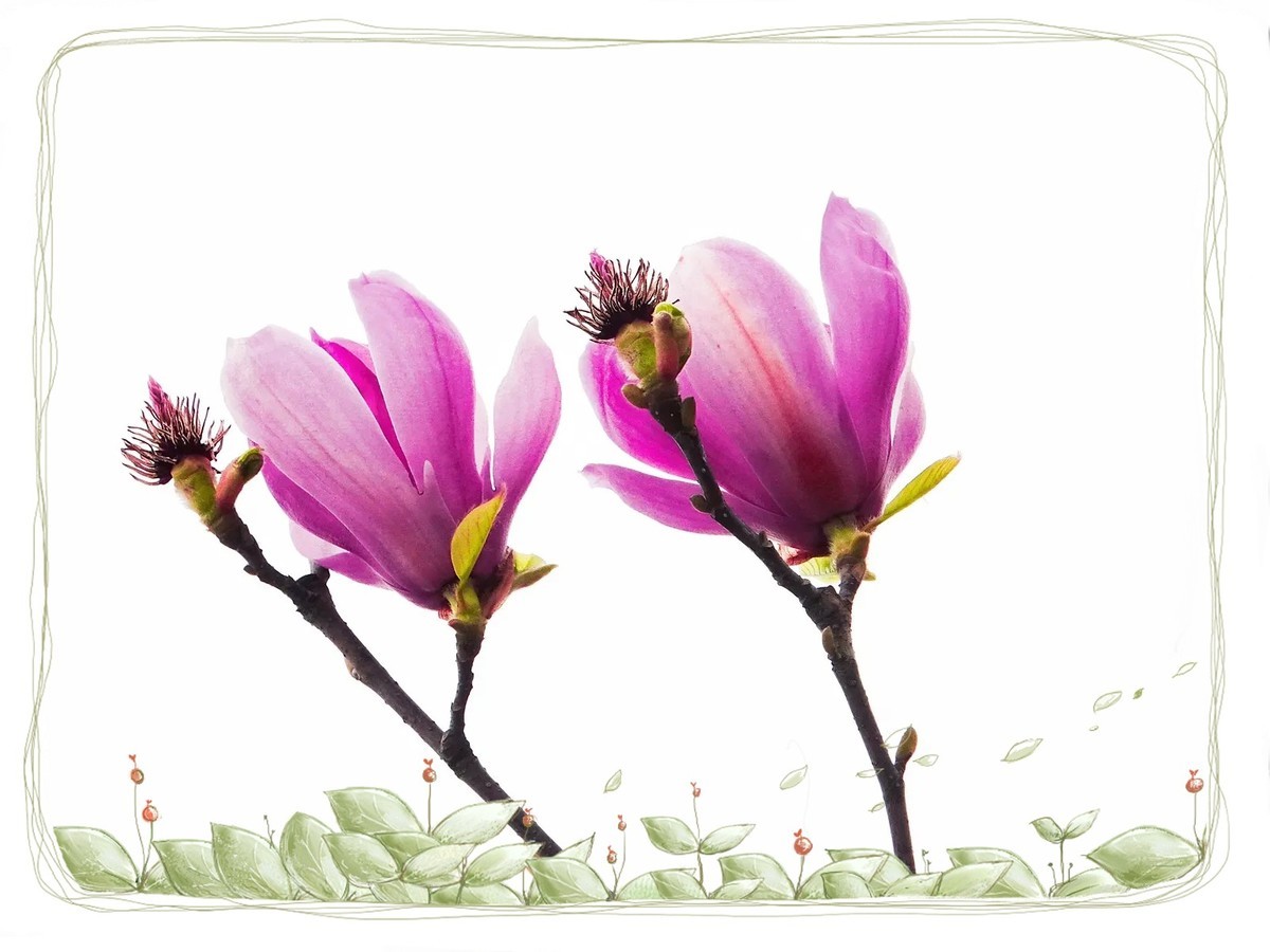 紫色“玉兰花”