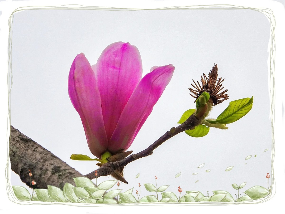 紫色“玉兰花”