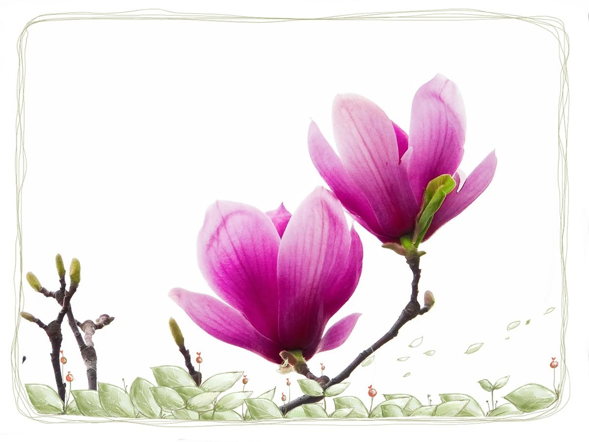 紫色“玉兰花”