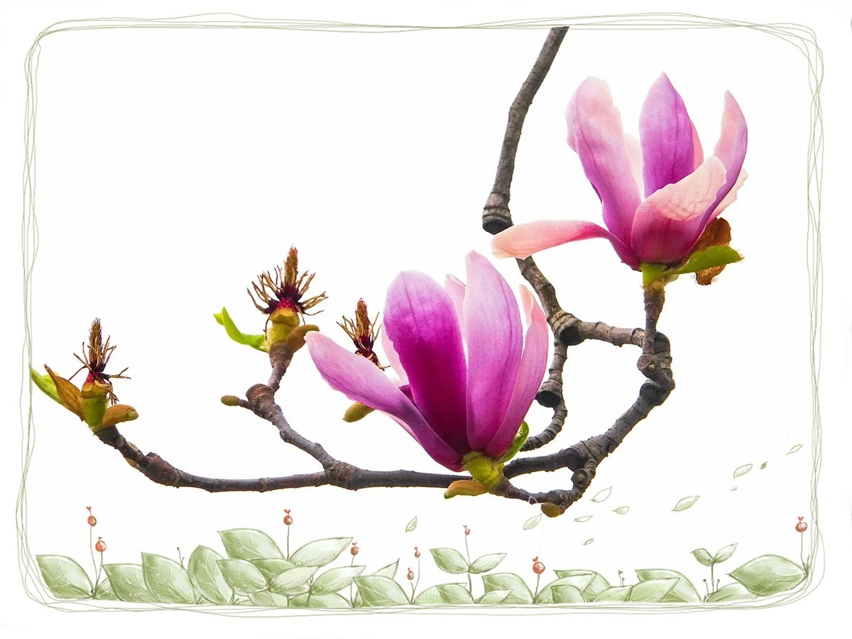 紫色“玉兰花”