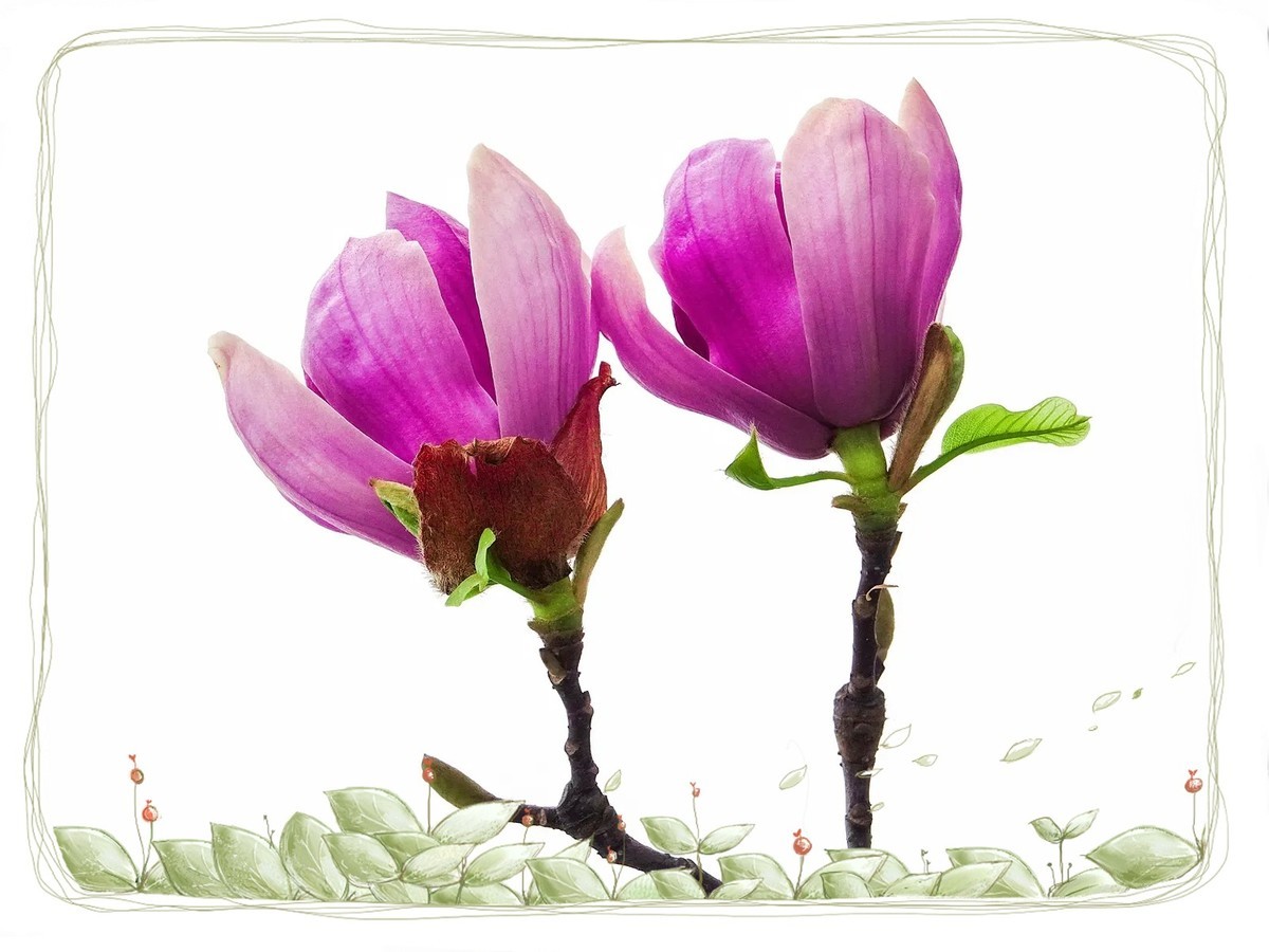 紫色“玉兰花”