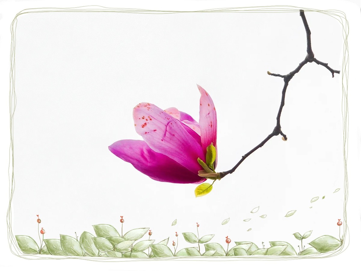 紫色“玉兰花”