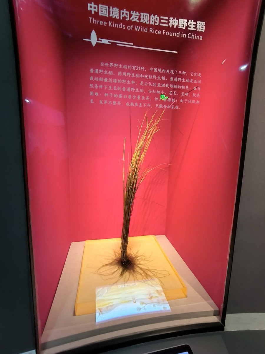 漫步星城 走街串巷（661）隆平水稻博物馆