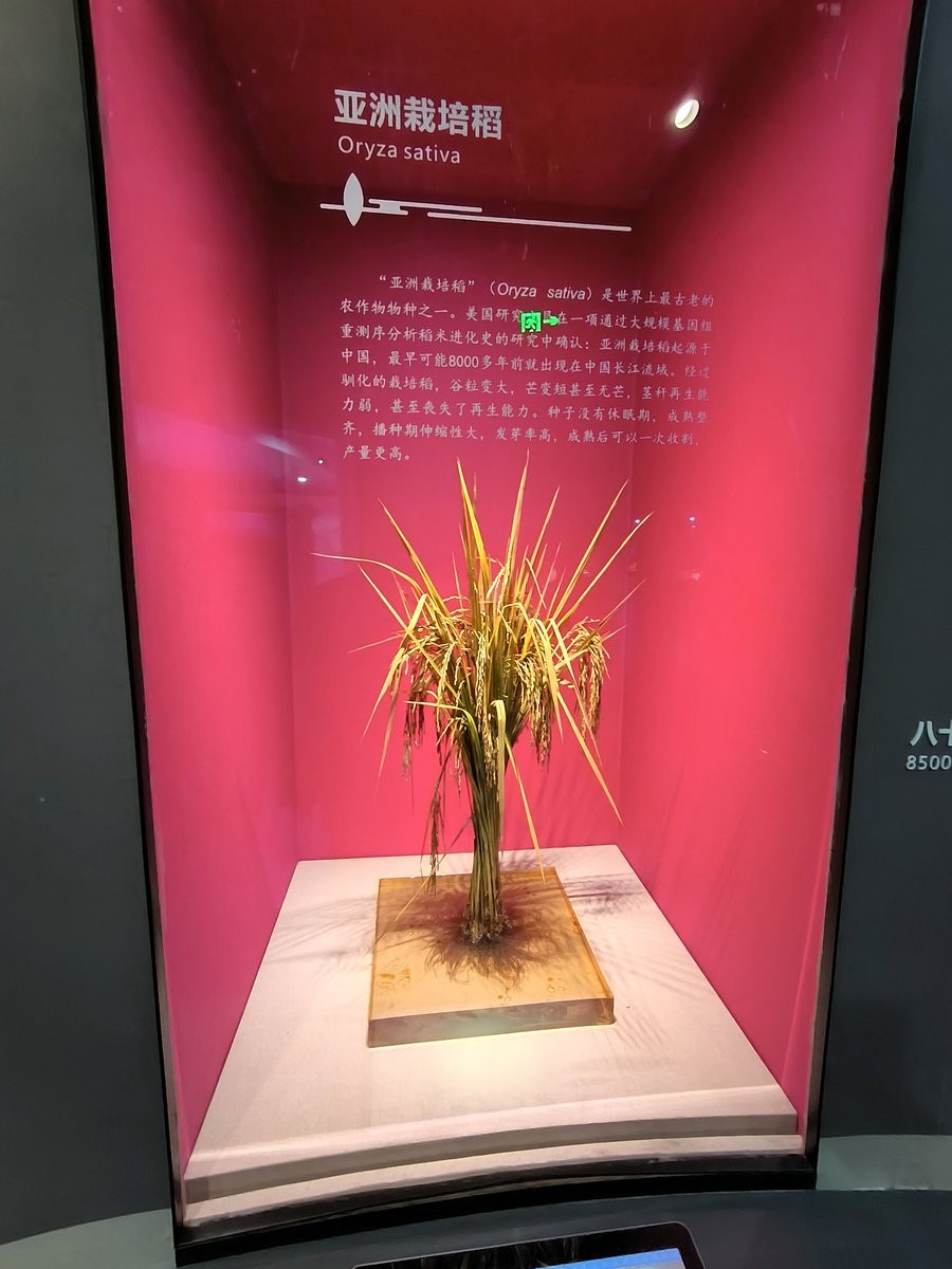 漫步星城 走街串巷（661）隆平水稻博物馆