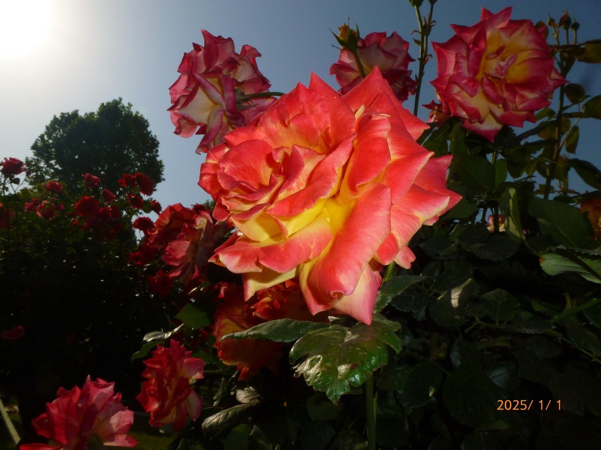 月季花