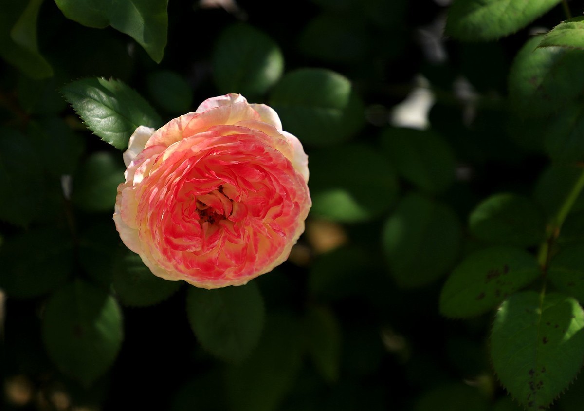 月季花 (12)