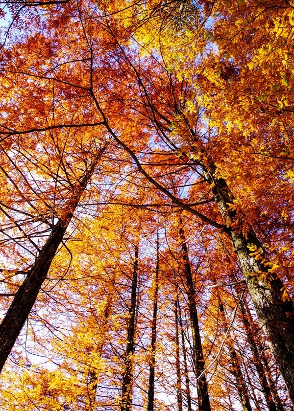 光雾山金秋行【9】