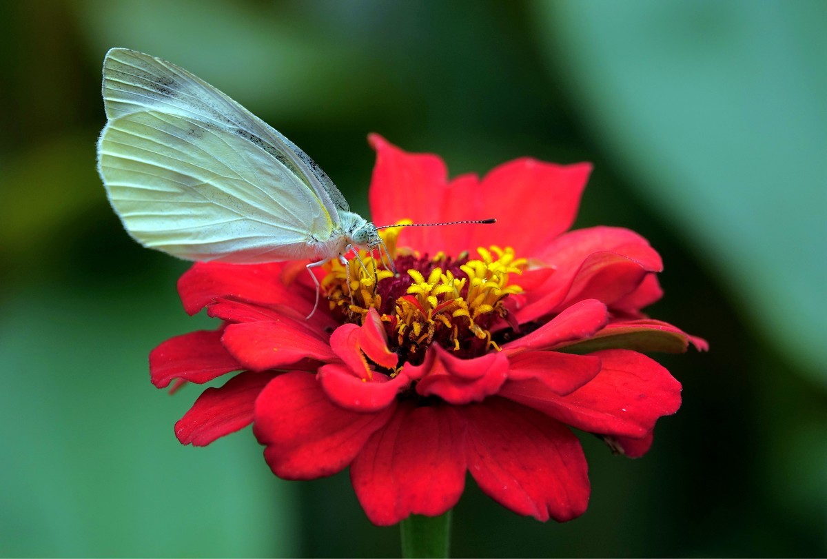 百日菊上的粉蝶