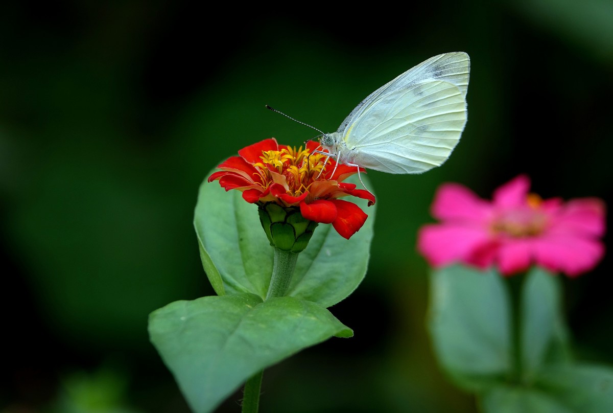 百日菊上的粉蝶