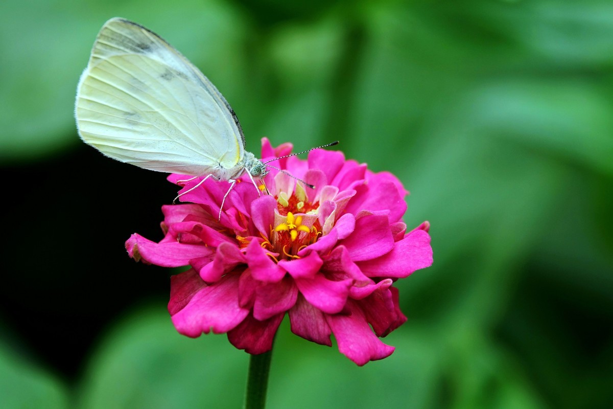 百日菊上的粉蝶