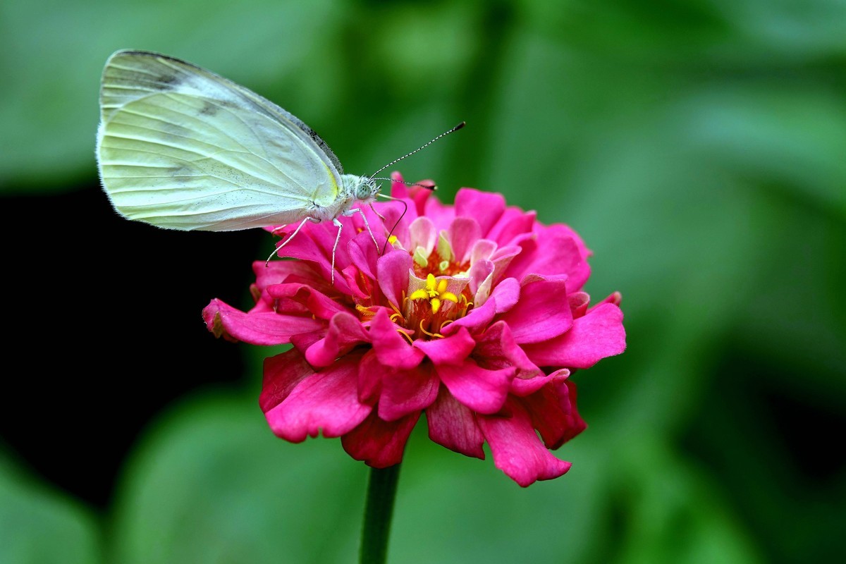 百日菊上的粉蝶