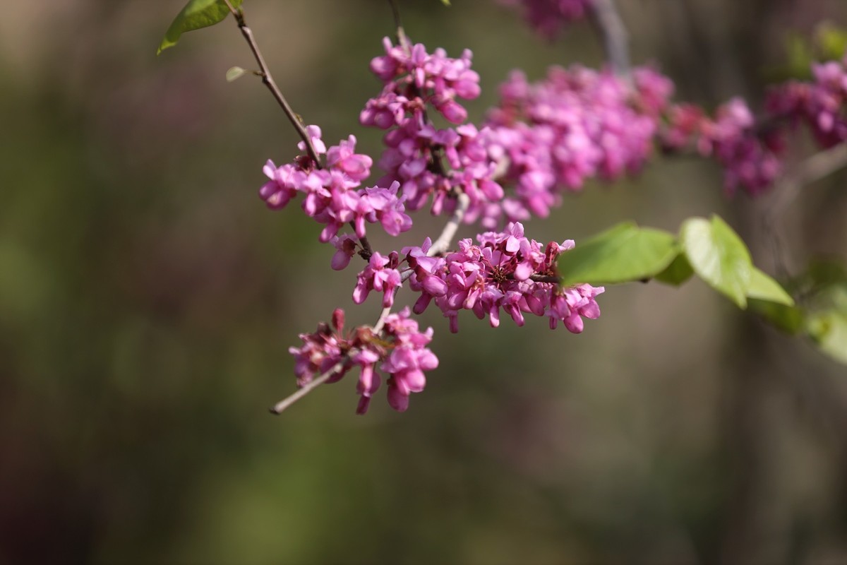 小区里的紫荆花5