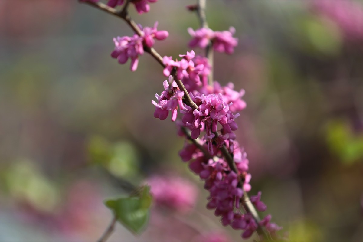 小区里的紫荆花5