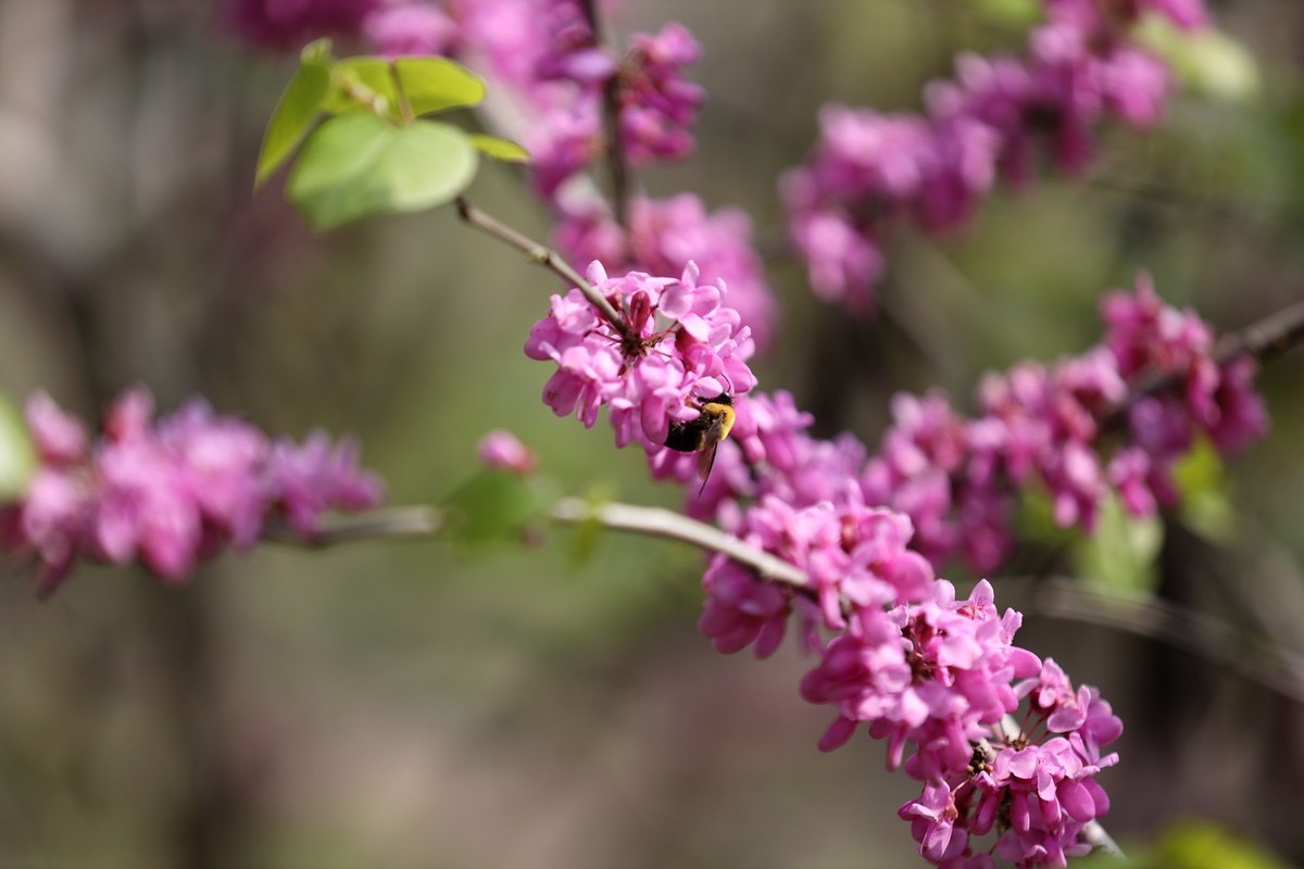 小区里的紫荆花5