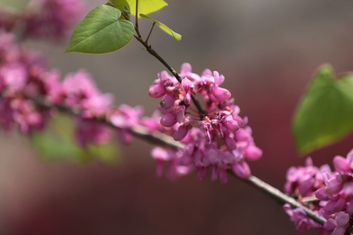 小区里的紫荆花5