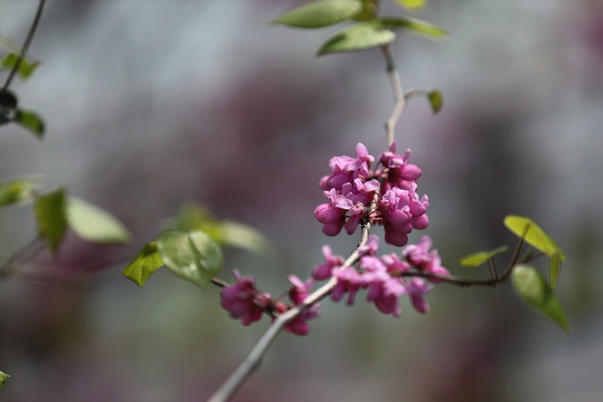 小区里的紫荆花5