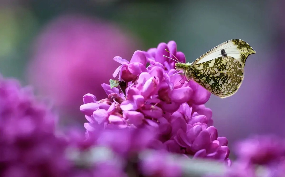 小区里的紫荆花5