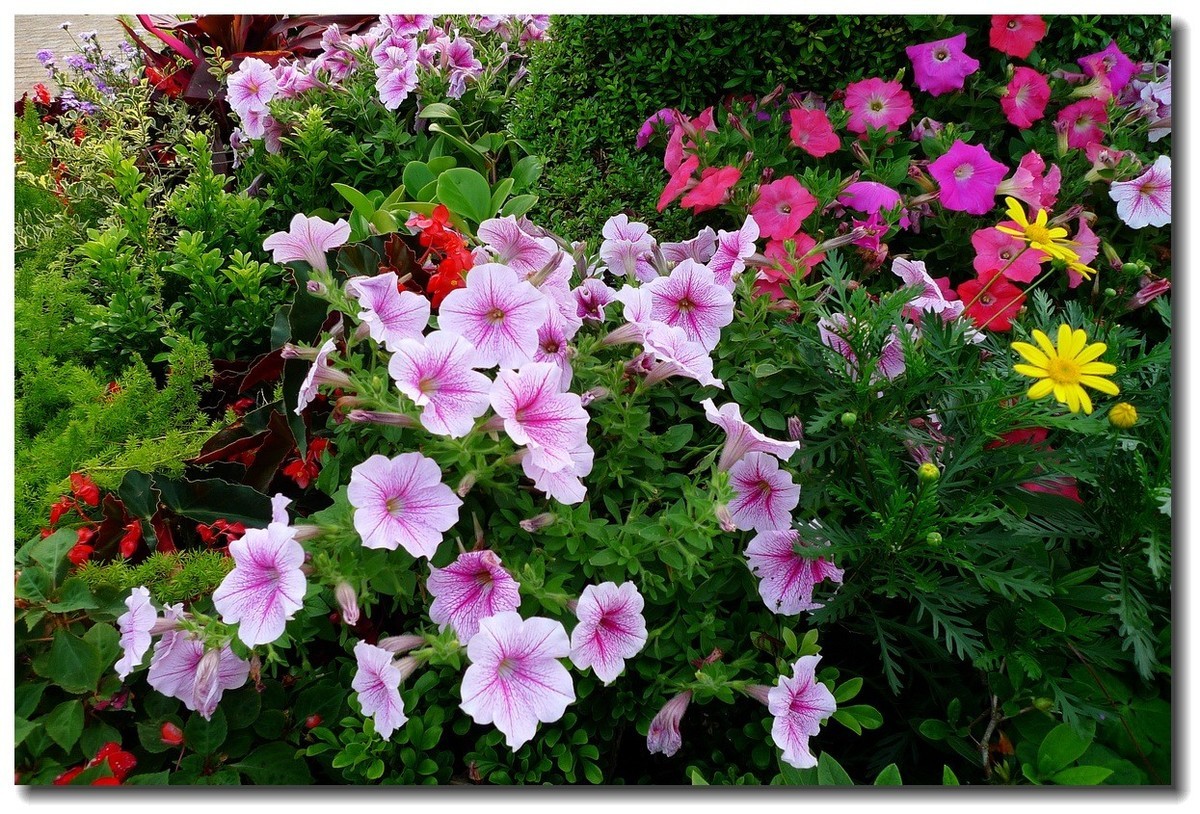 小DC陪我游香港：海洋公园（4）