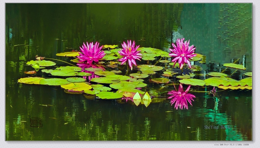 国家植物园看莲花-续