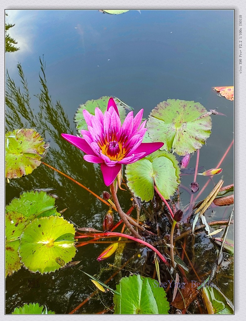 国家植物园看莲花-续