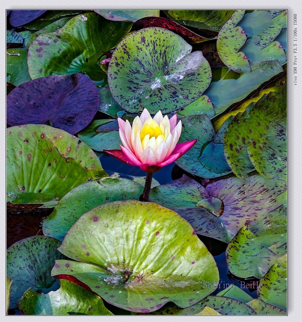 国家植物园看莲花-续