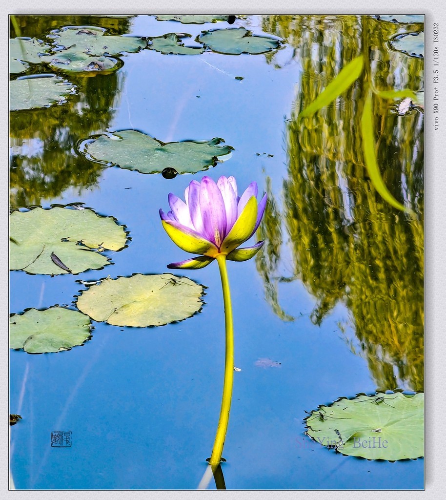 国家植物园看莲花-续