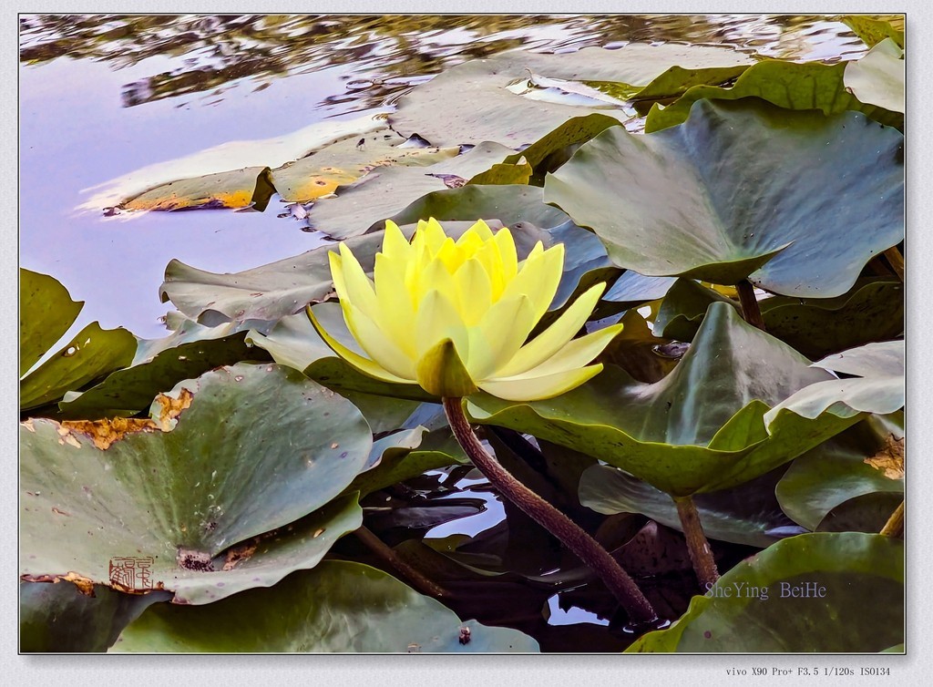 国家植物园看莲花-续