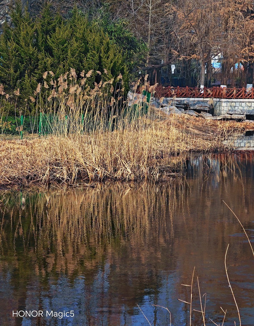 冬季胡拍乱拍扫《冬景就是冬天的景》《干枝烂叶总是情》什么乱七八糟的名字！