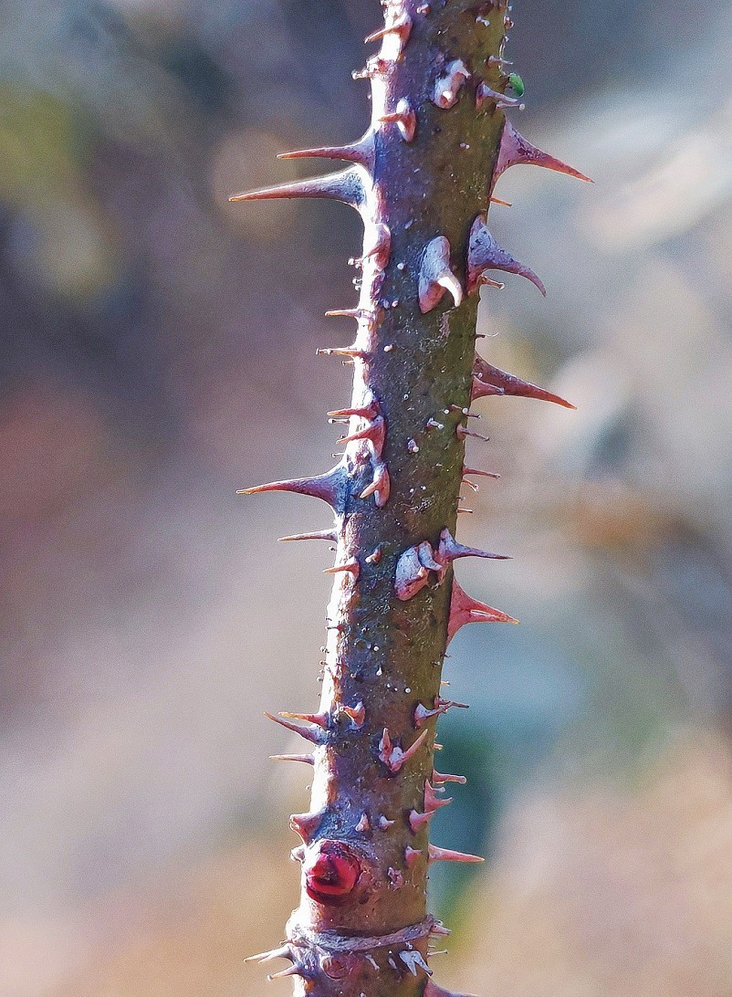 冬季胡拍乱拍扫《冬景就是冬天的景》《干枝烂叶总是情》什么乱七八糟的名字！