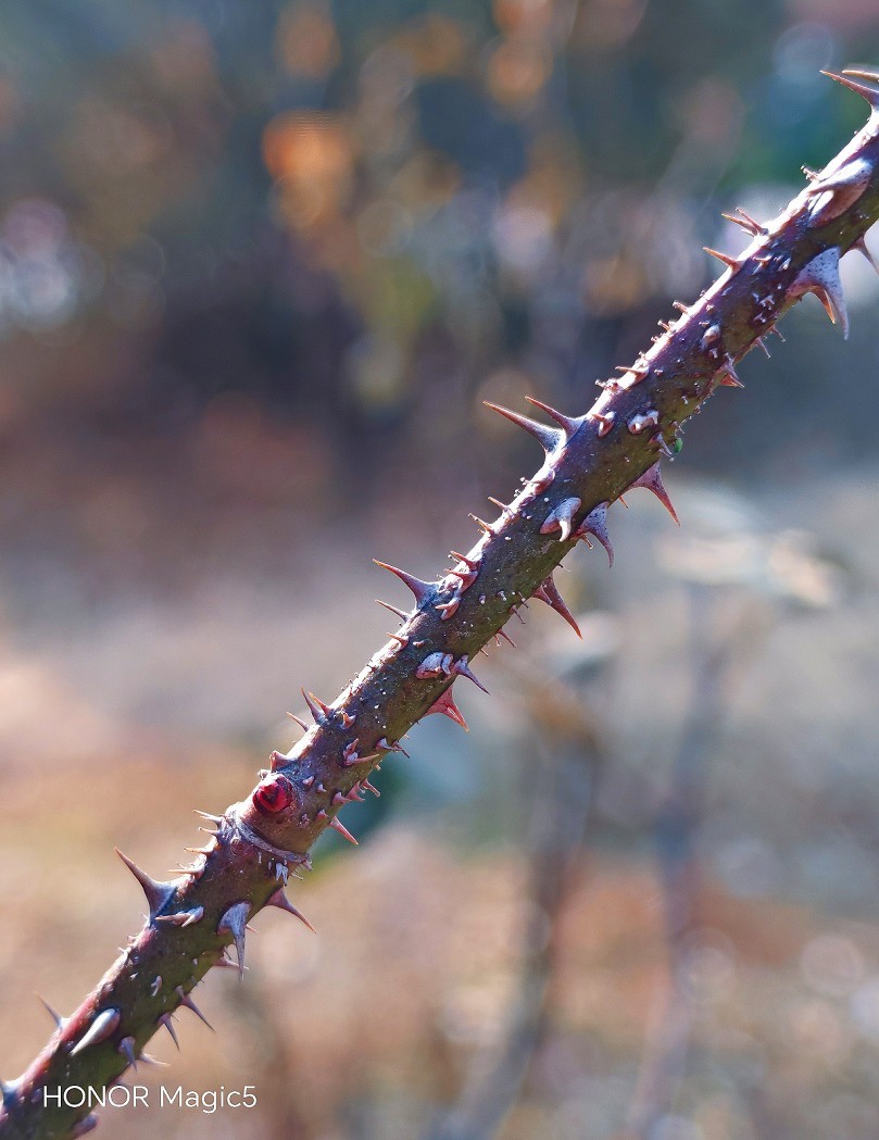 冬季胡拍乱拍扫《冬景就是冬天的景》《干枝烂叶总是情》什么乱七八糟的名字！