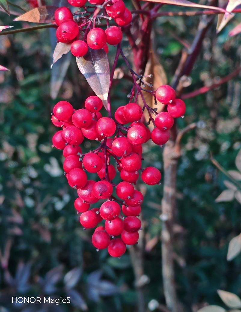 冬季胡拍乱拍扫《冬景就是冬天的景》《干枝烂叶总是情》什么乱七八糟的名字！
