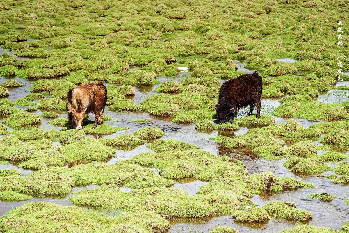 2019.06.进藏回顾 之 《西藏昌都 · 八宿风光》