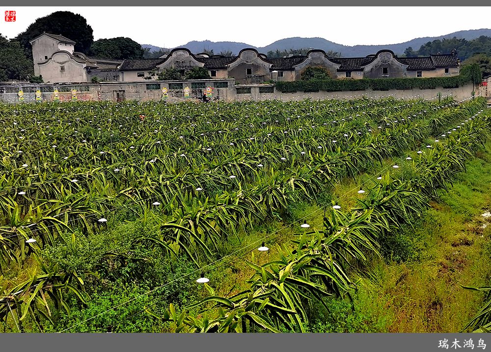 【印象潮汕】28.走进自在侨乡的南华又庐