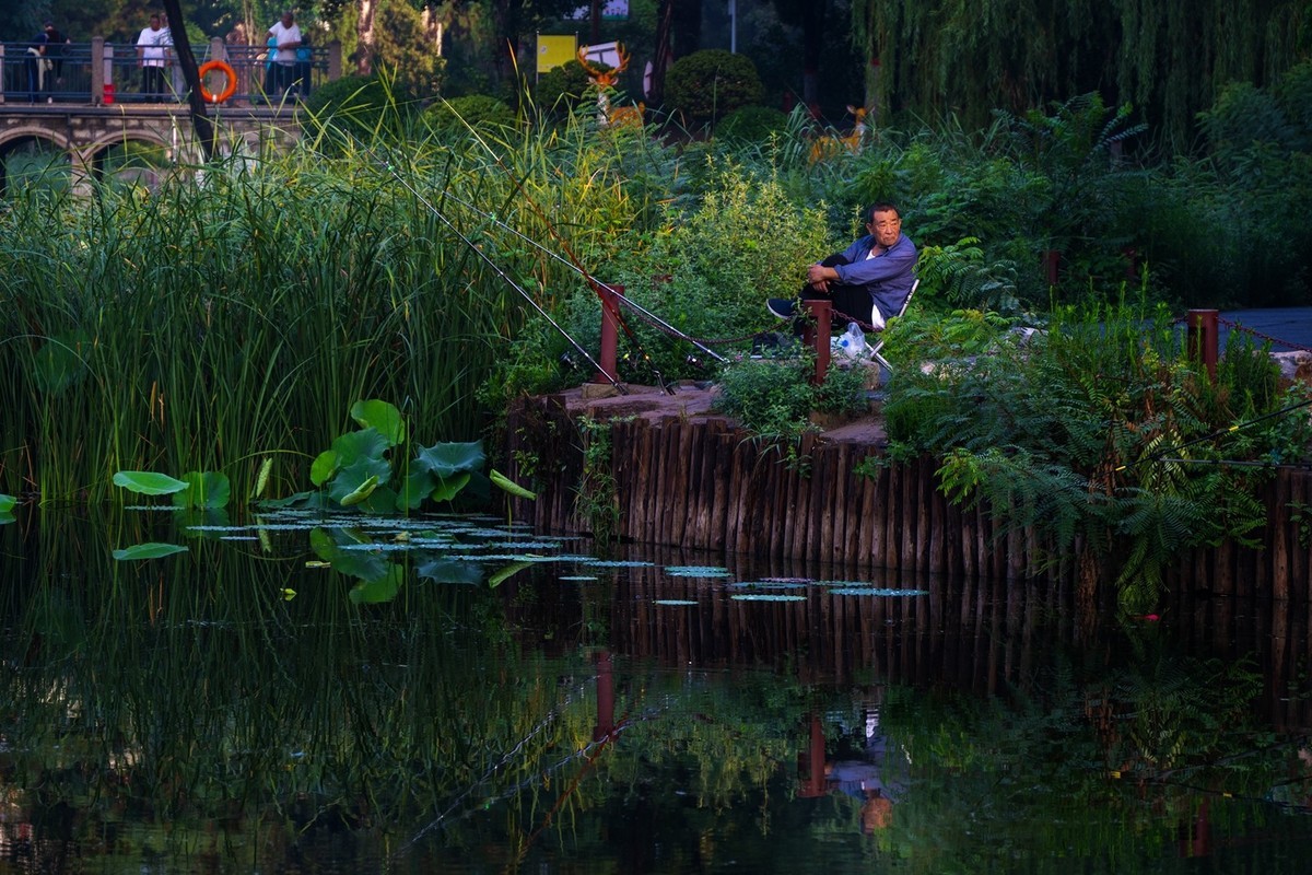 荷花飘香系列图片(17)荷塘留影