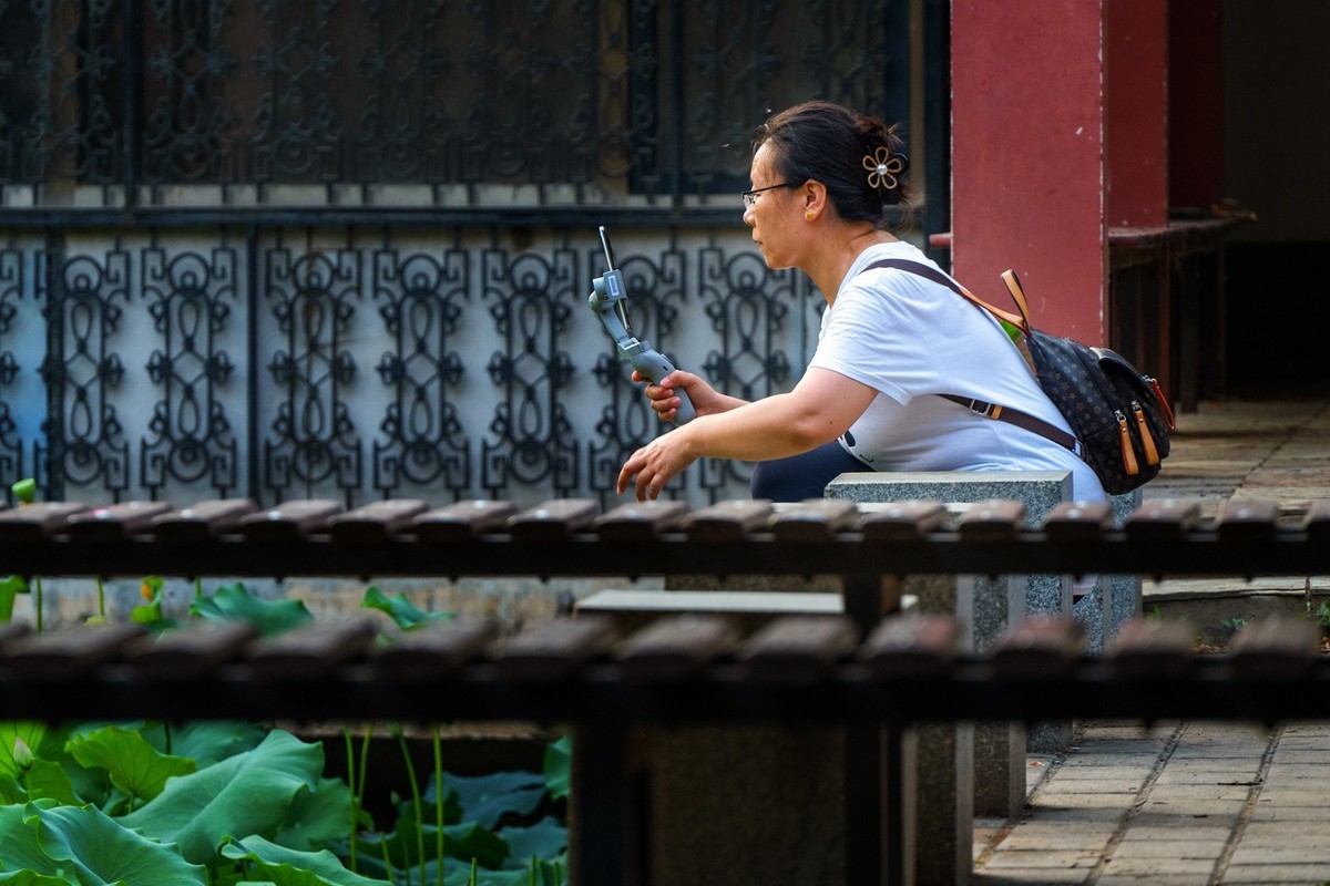 荷花飘香系列图片(17)荷塘留影