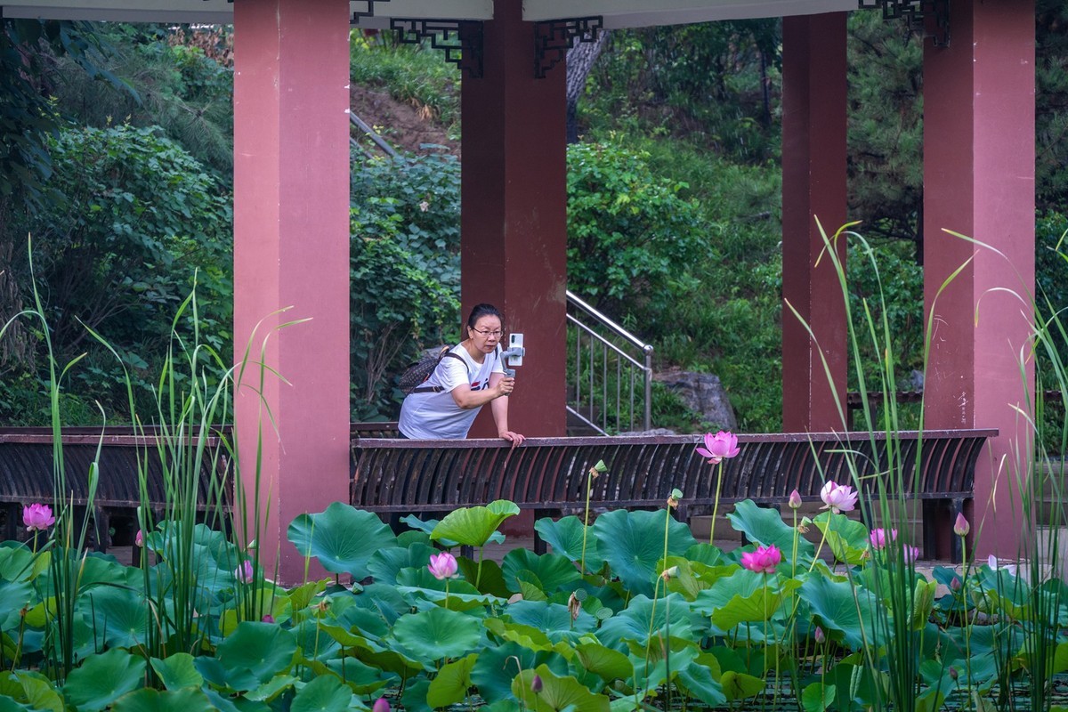 荷花飘香系列图片(17)荷塘留影