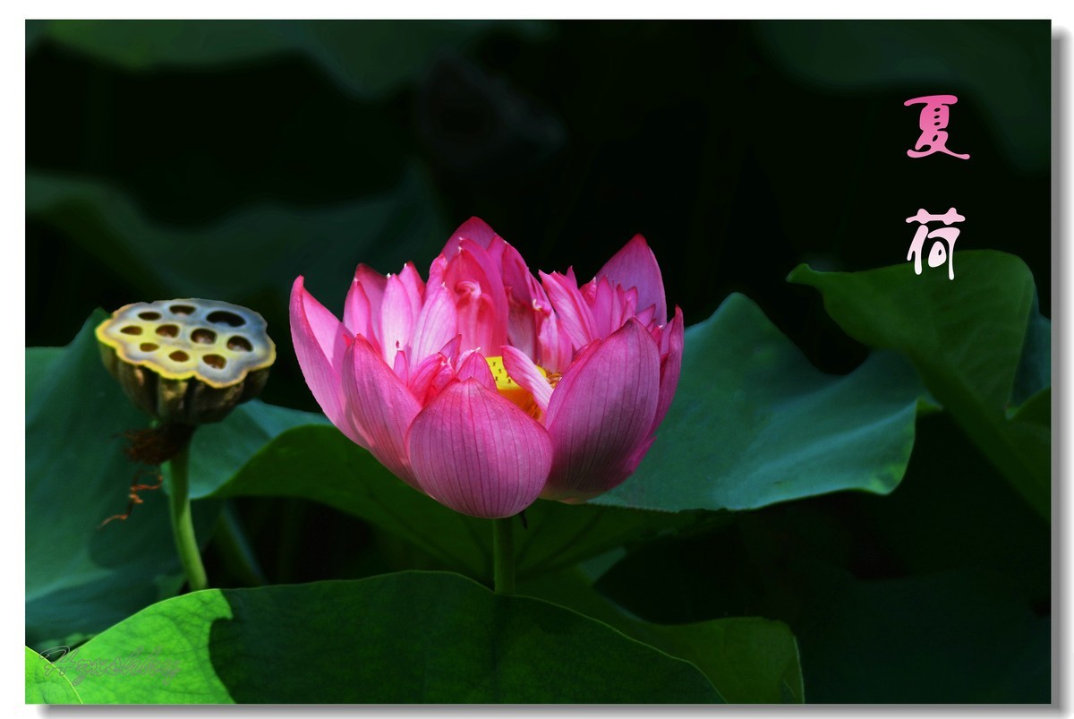夏荷（2024271）